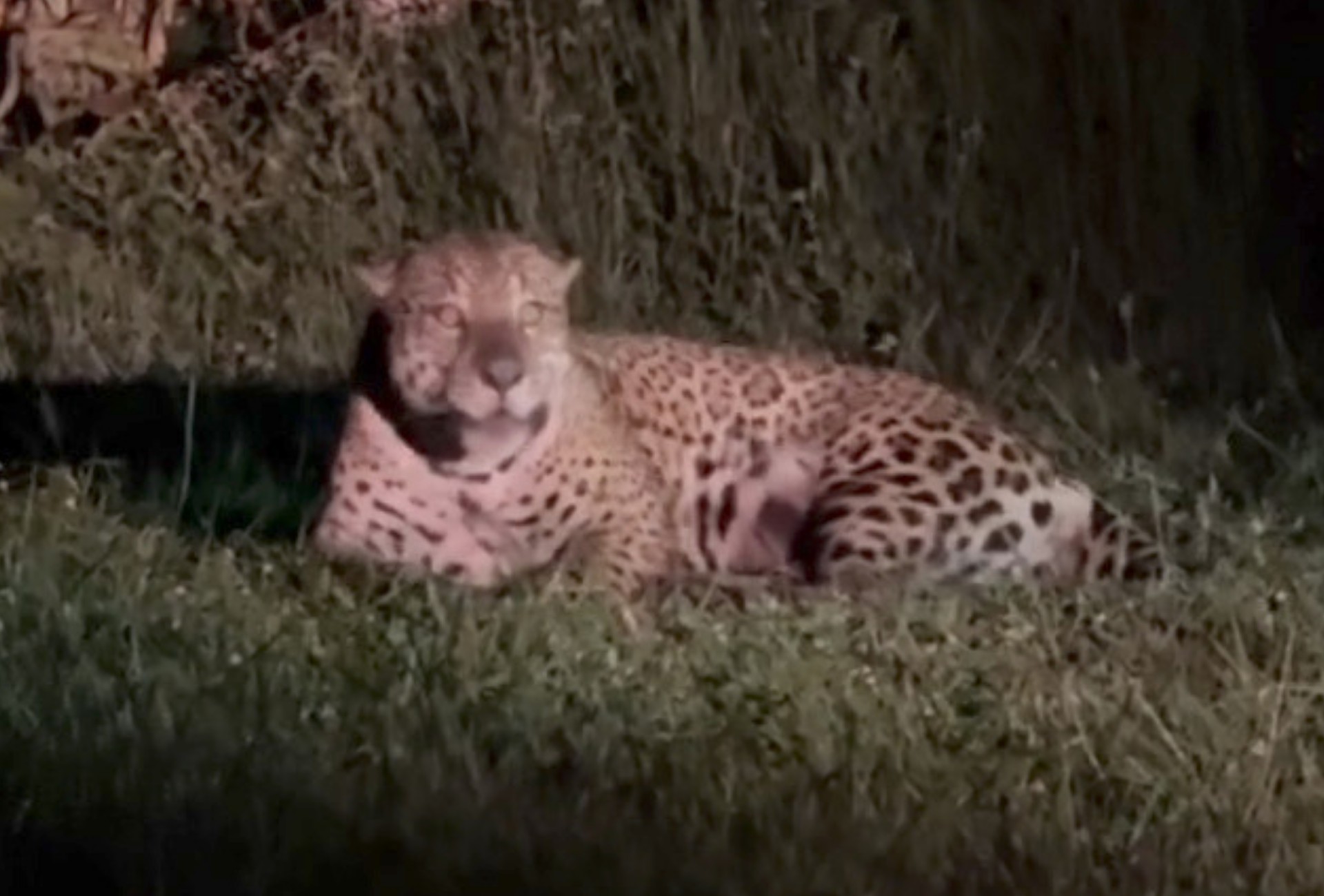 Som de arrepiar: onça-pintada emite esturro poderoso em mata do Pantanal
