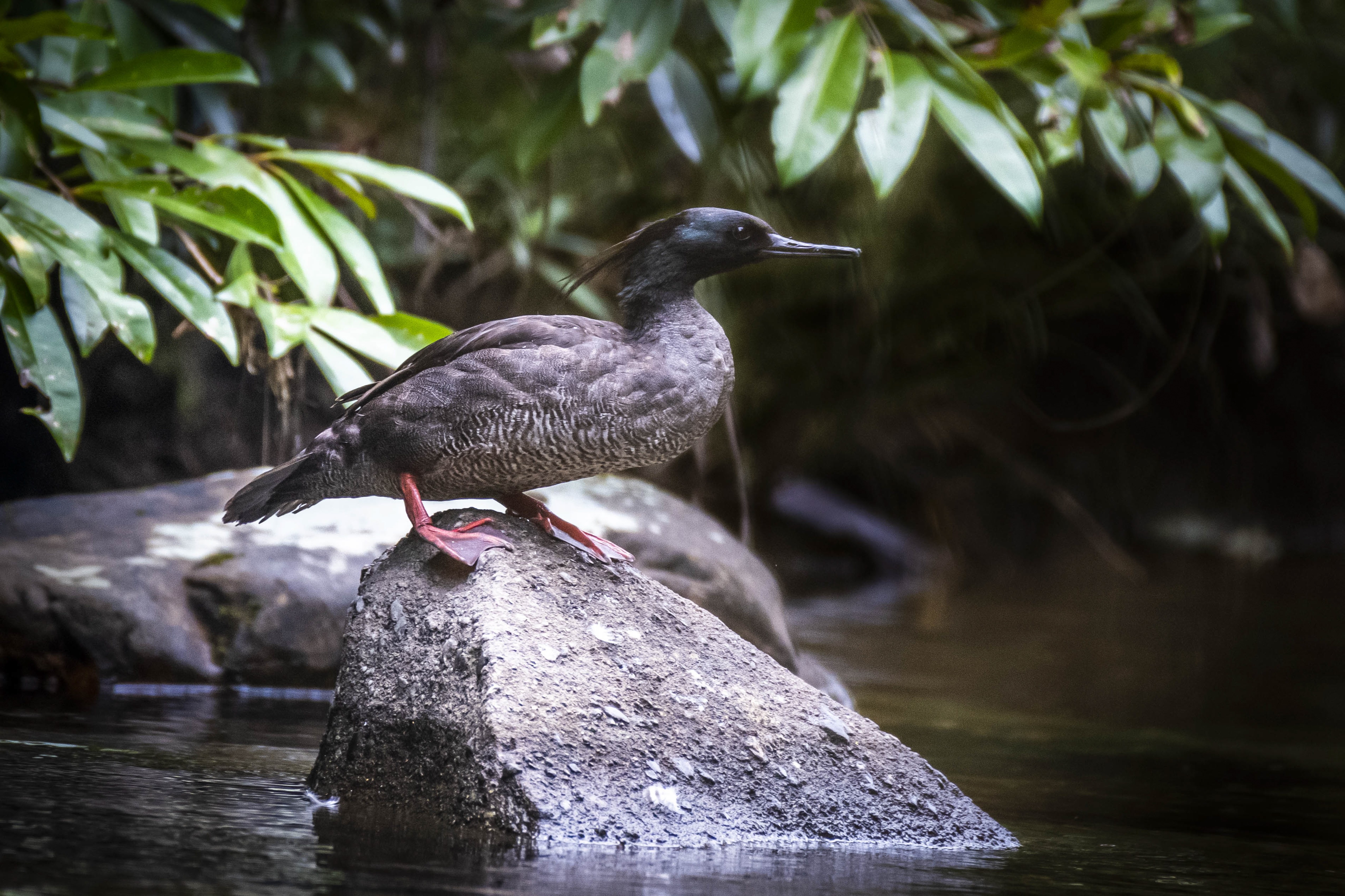 De projeto a instituto: iniciativa na Chapada dos Veadeiros atua há 15 anos para evitar extinção do pato-mergulhão