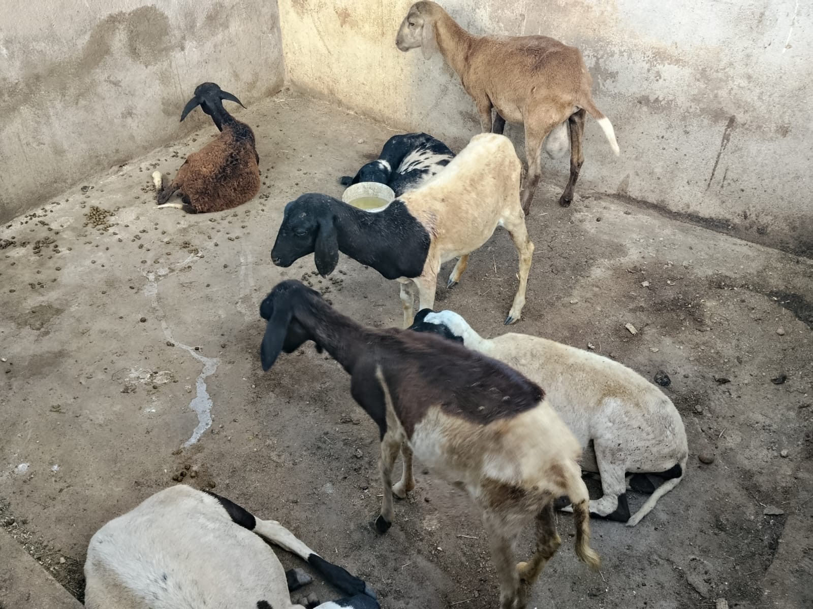 Ataque de cães deixa ovelhas mortas no RN; criador estima prejuízo de até R$ 6 mil