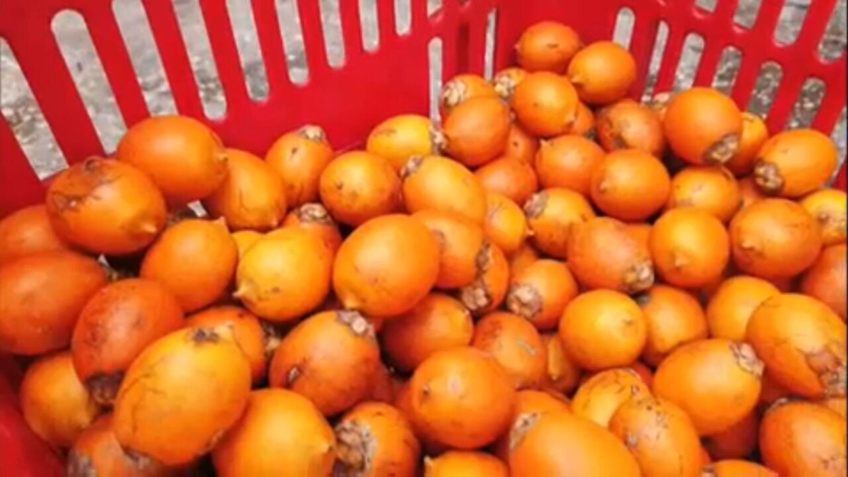 Ribeirinhos produce cosmetics with tucumã, a fruit with properties to delay skin aging