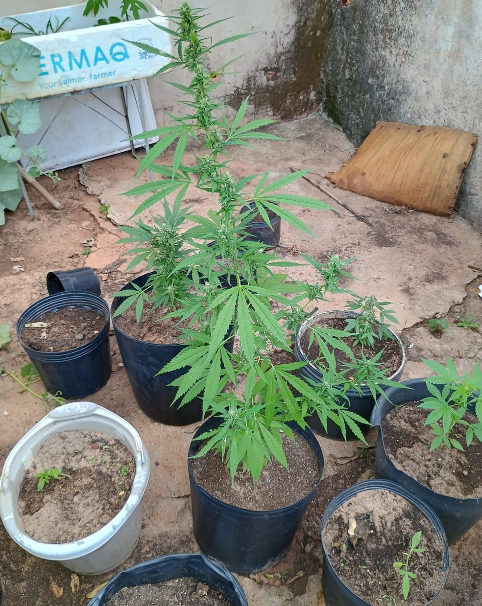 Polícia Ambiental apreende vasos com maconha em Álvares Machado (SP) — Foto: Polícia Ambiental