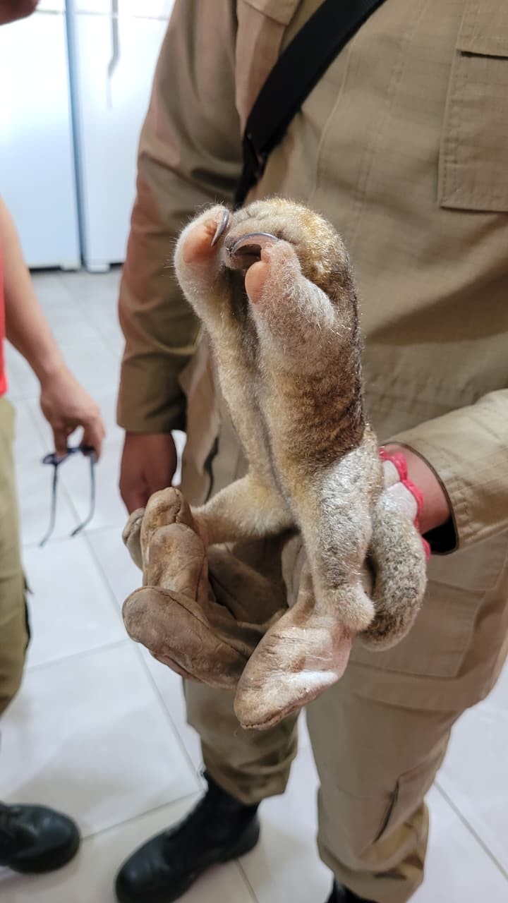 Espécie de menor tamanduá do mundo é resgatada em meio à obra no Acre: 'Consequências do desmatamento'