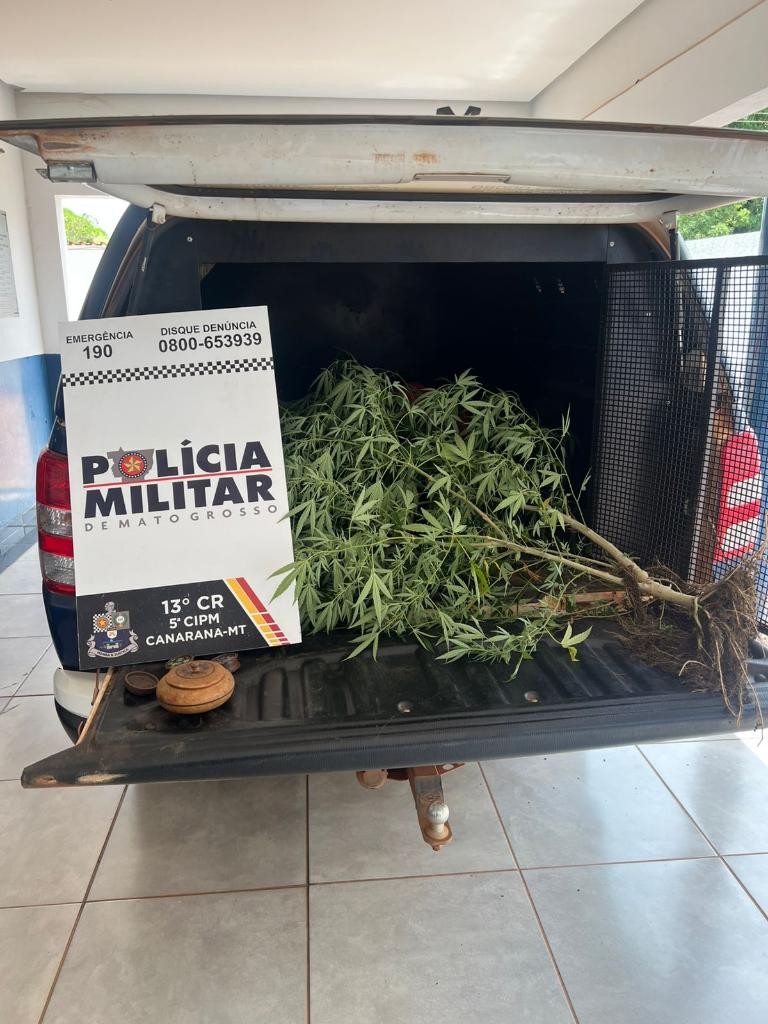Mulher é presa suspeita de cultivar pé de maconha no quintal de casa em MT