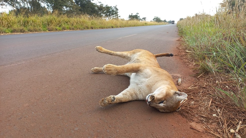 Ituiutaba: Onça-parda é encontrada morta às margens de rodovia em MG e polícia suspeita de atropelamento