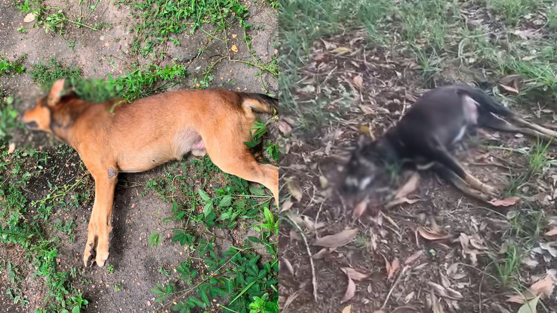 Polícia Civil investiga mortes e maus-tratos de animais em universidade federal do Amapá