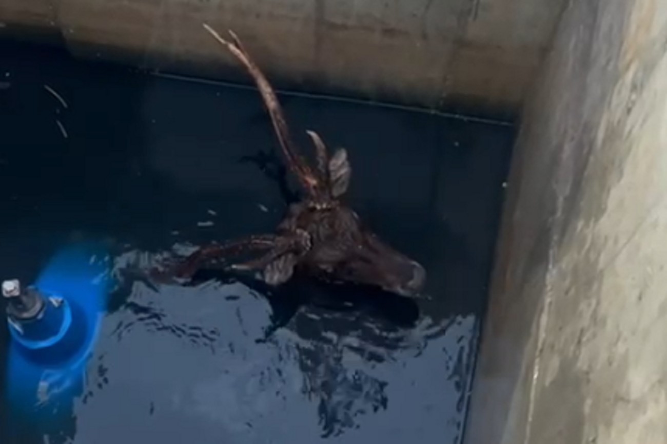 Cervo cai em tanque de água e é resgatado quase submerso pela Guarda Ambiental em Saquarema; VÍDEO