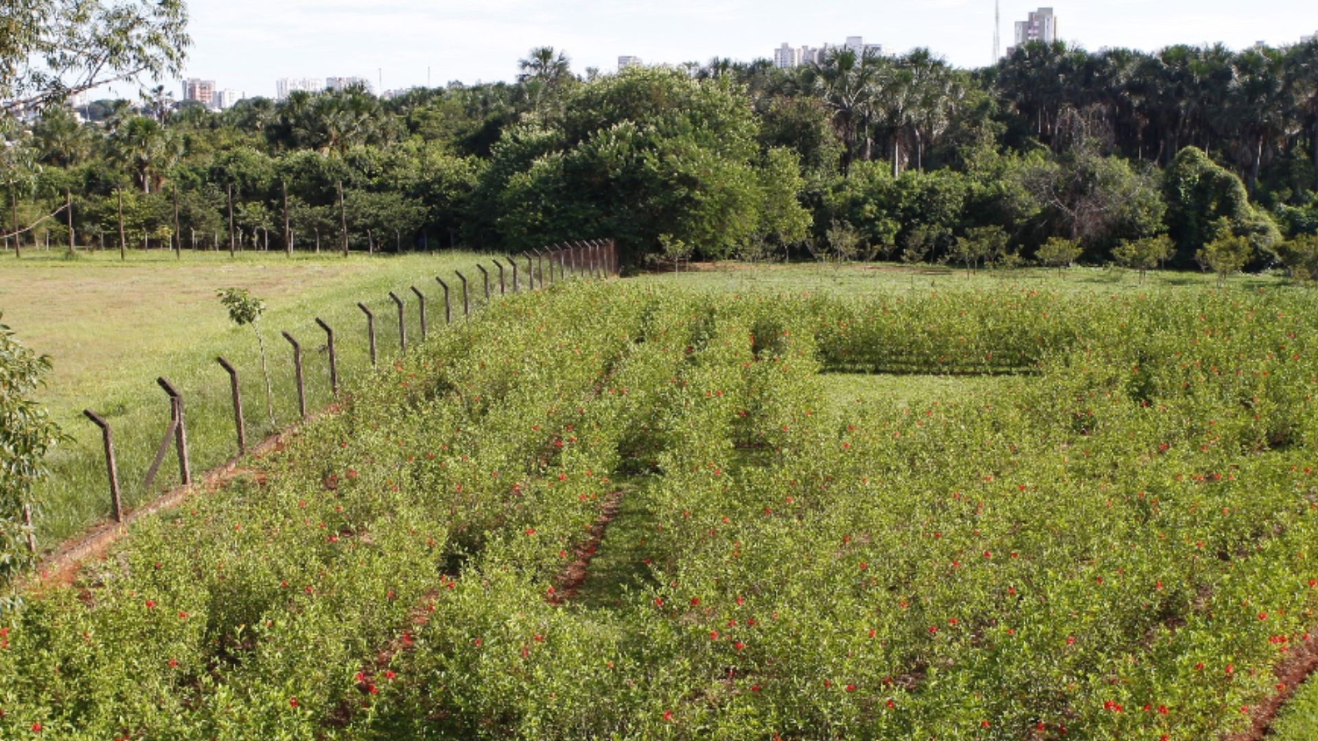 Parque Santa Luzia: conheça o refúgio verde no coração do Setor Sul de Uberlândia
