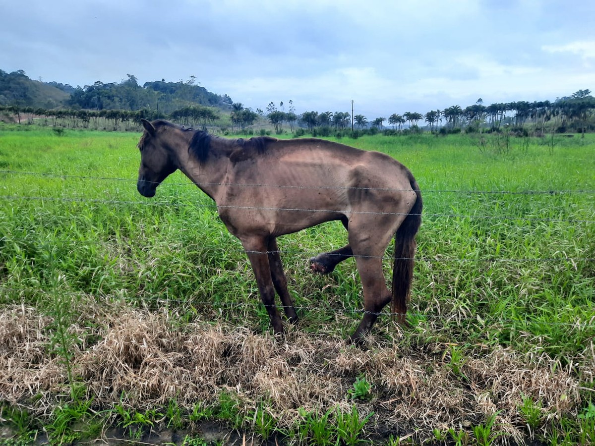 Suspeito forja lança e mata cavalo em Mogi das Cruzes (SP) - Notícias - R7  São Paulo
