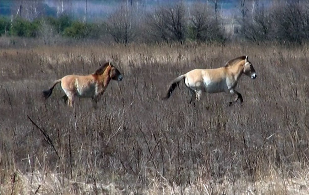Cavalos-de-Przewalski galopam pela zona de exclusão de Chernobyl — Foto: Dennis Barbosa/G1