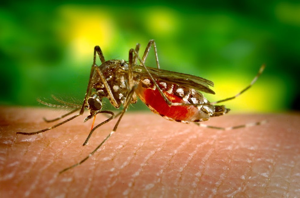 Pernambuco confirmou primeira morte por dengue em 2024 — Foto: CDC