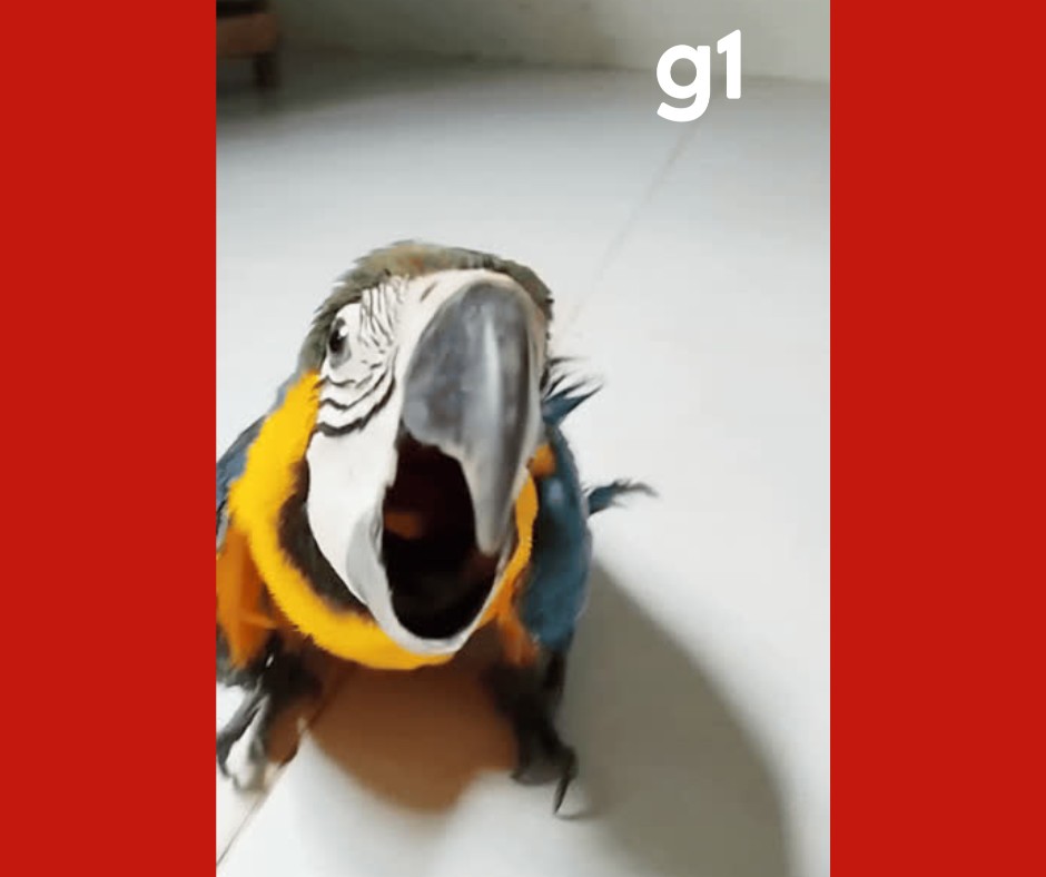 Arara-canindé é resgatada com suspeita de intoxicação alimentar em MT