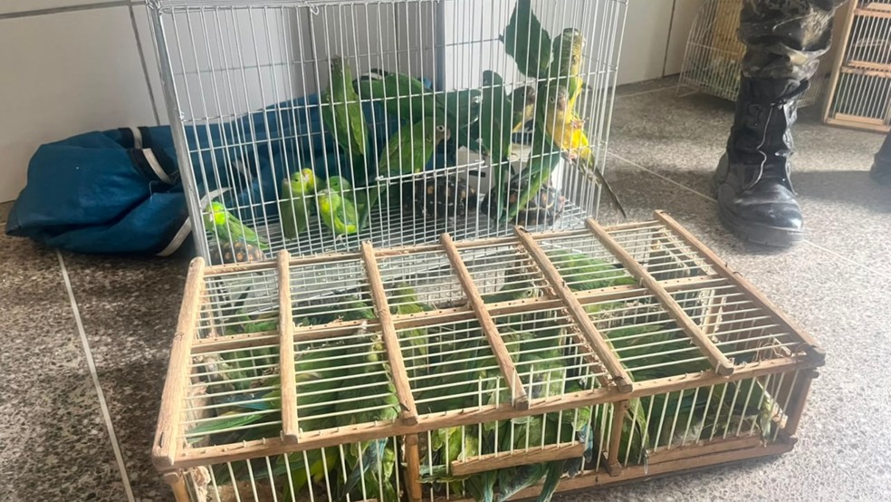 Superlotação em gaiolas, ferimentos e falta de higiene foram aspectos encontrados na Feira da Parangaba, em Fortaleza — Foto: BPMA/Divulgação
