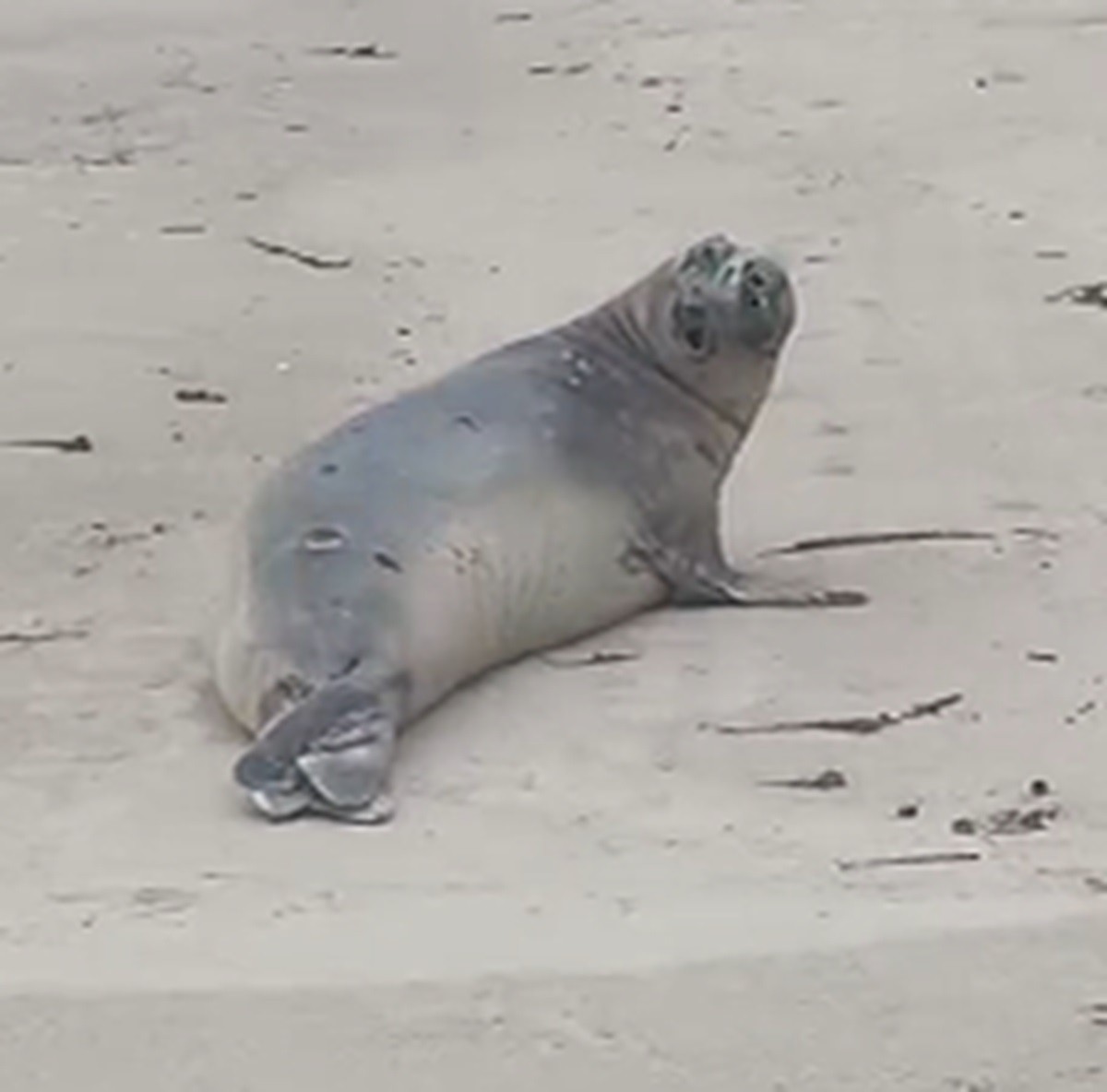 VÍDEO: elefante-marinho é flagrado em praia da Barra de Santo Antônio, em Alagoas