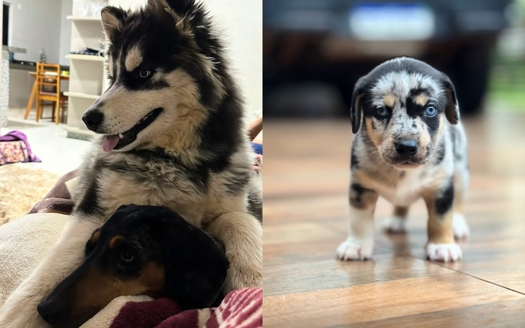 Mistura de husky com salsicha gera filhotes fofos em Goiás: ‘A mistura doida mais perfeita que eu já vi’