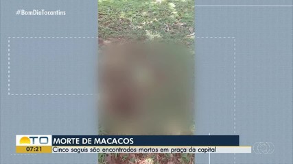 Cinco macacos são encontrados mortos em praça de Palmas
