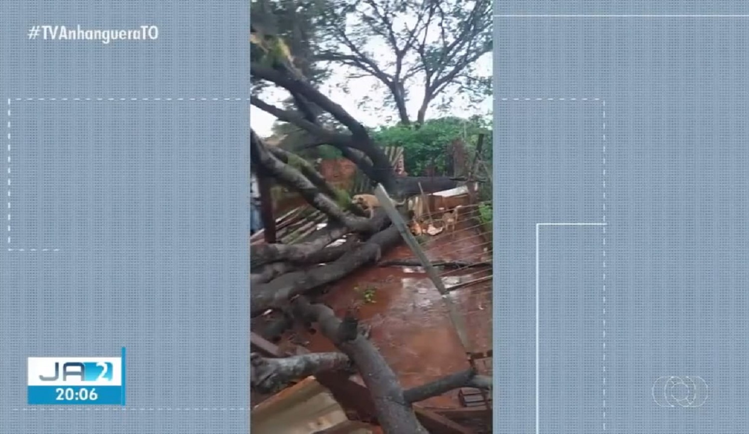 Temporal derruba árvores e destrói abrigo de cães em Palmas; VÍDEO