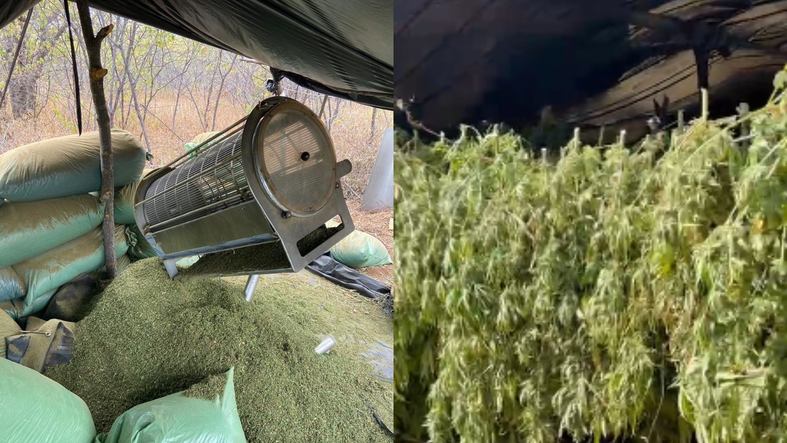 Máquina de R$ 80 mil, estufa e energia solar: plantação de maconha no PI operava em escala industrial
