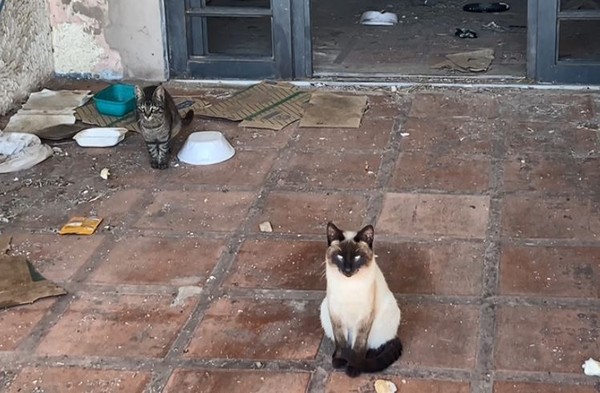 Casa abandonada e lotada de gatos vira problema para moradores do