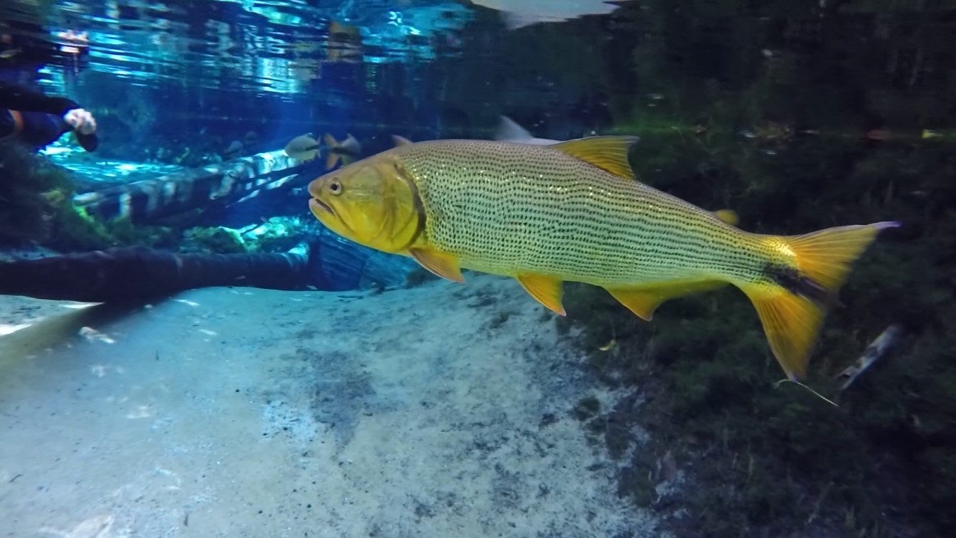 Peixe bebe água? | Terra da Gente | G1