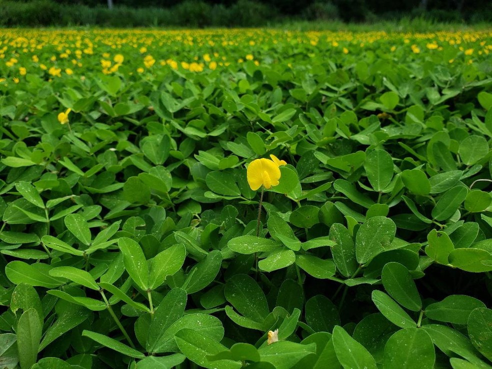 Amendoim forrageiro — Foto: Divulgação Embrapa