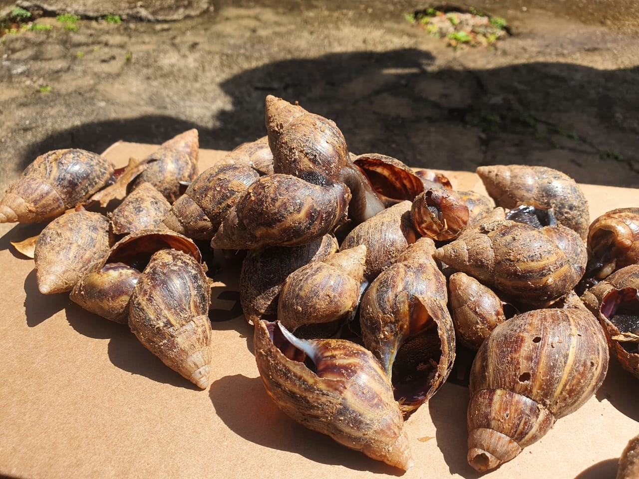 Você Não Tá Convidada pro Meu Bat Mitzvá!