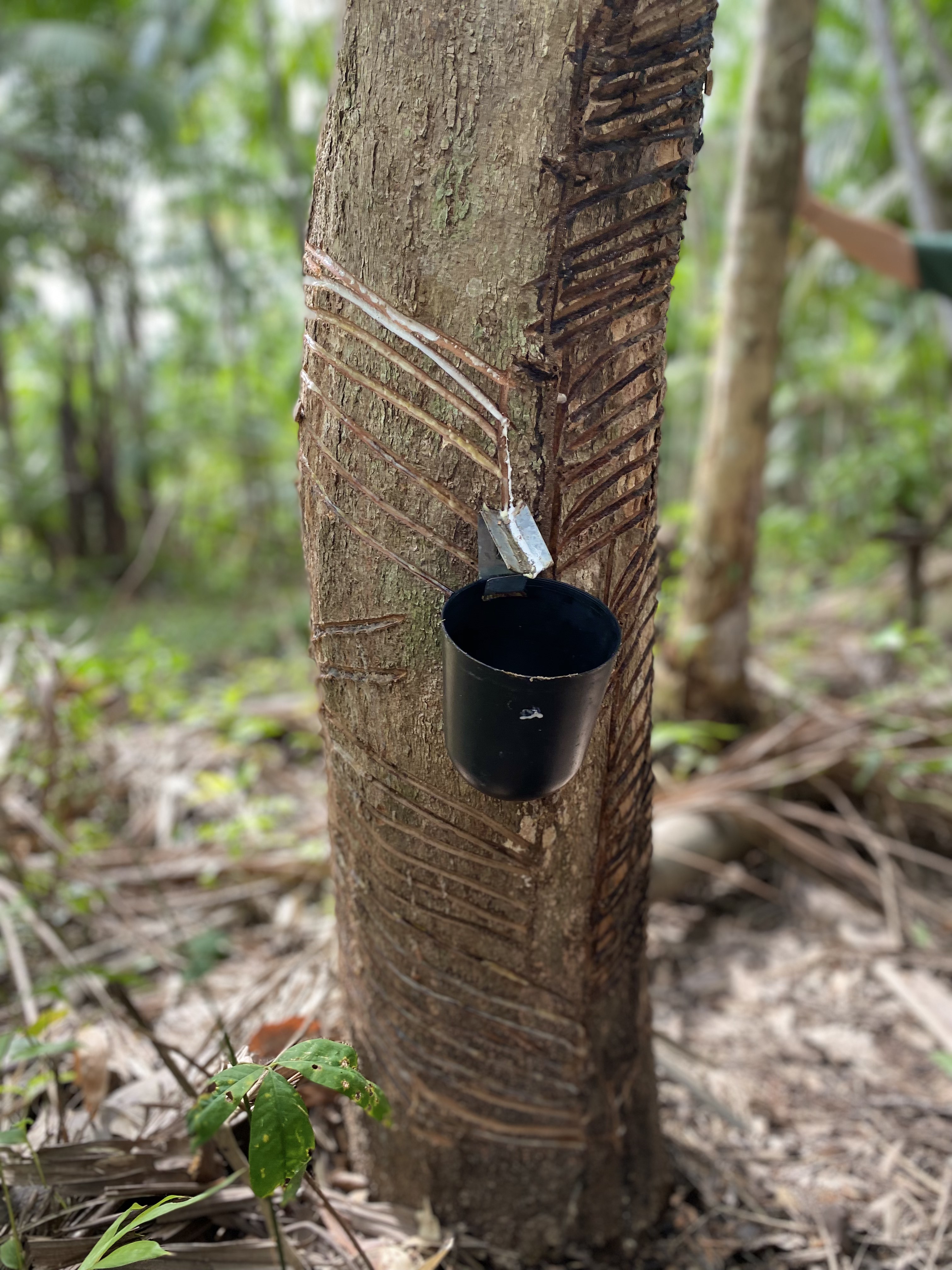'Ouro branco da Amazônia': como o látex transformou Belém na 'Paris n’América' e explorou os trabalhadores da borracha