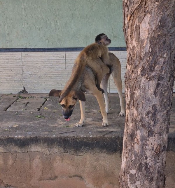 Macaco conhecido como Chico 'sequestra' filhotes de cães e gatos