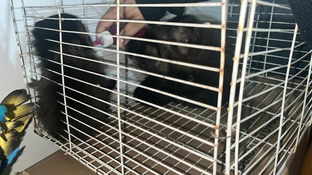 Macacos-prego mantidos em bolsa são resgatados em rodovia de Nova Odessa e multa chega a R$ 48 mil