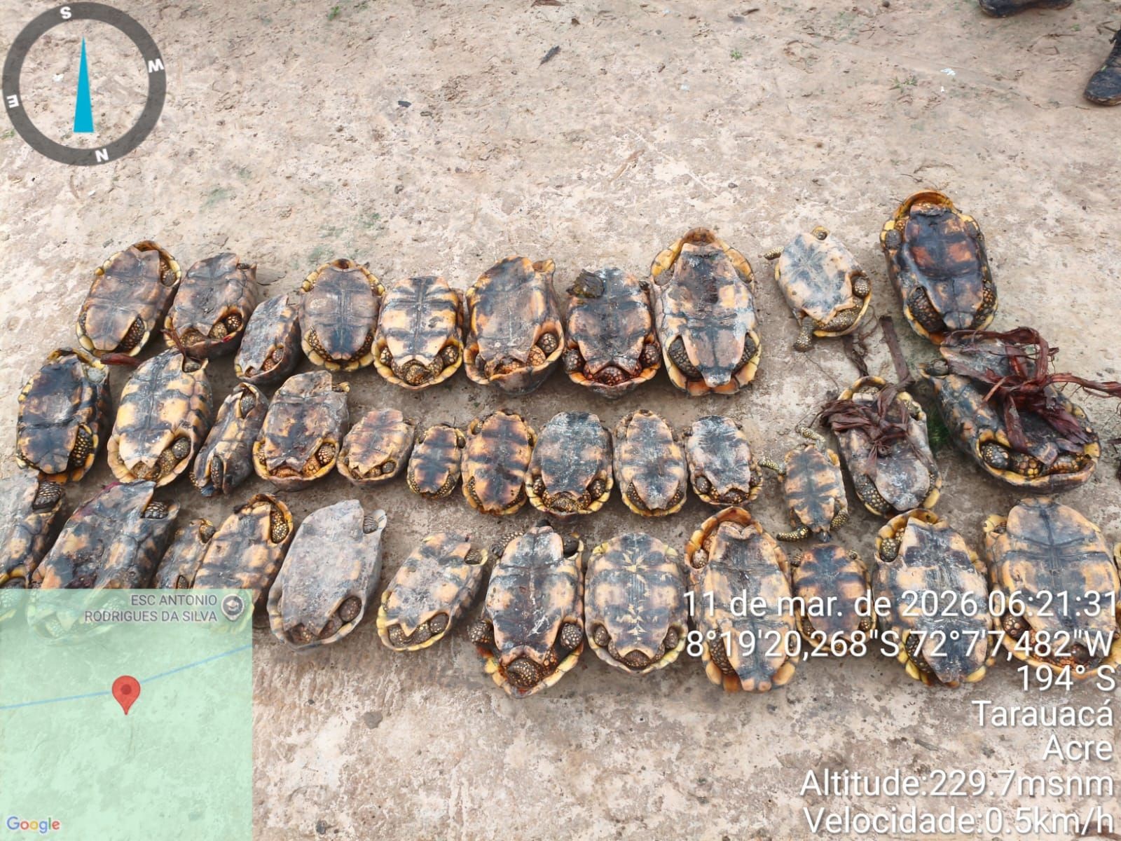 Mais de 30 jabutis são apreendidos com caçadores em área de preservação ambiental do Acre