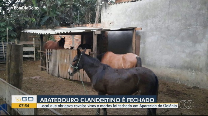 PC desmancha abatedouro clandestino que fornecia carne de cavalo para  restaurantes e supermercados de Aparecida de Goiânia