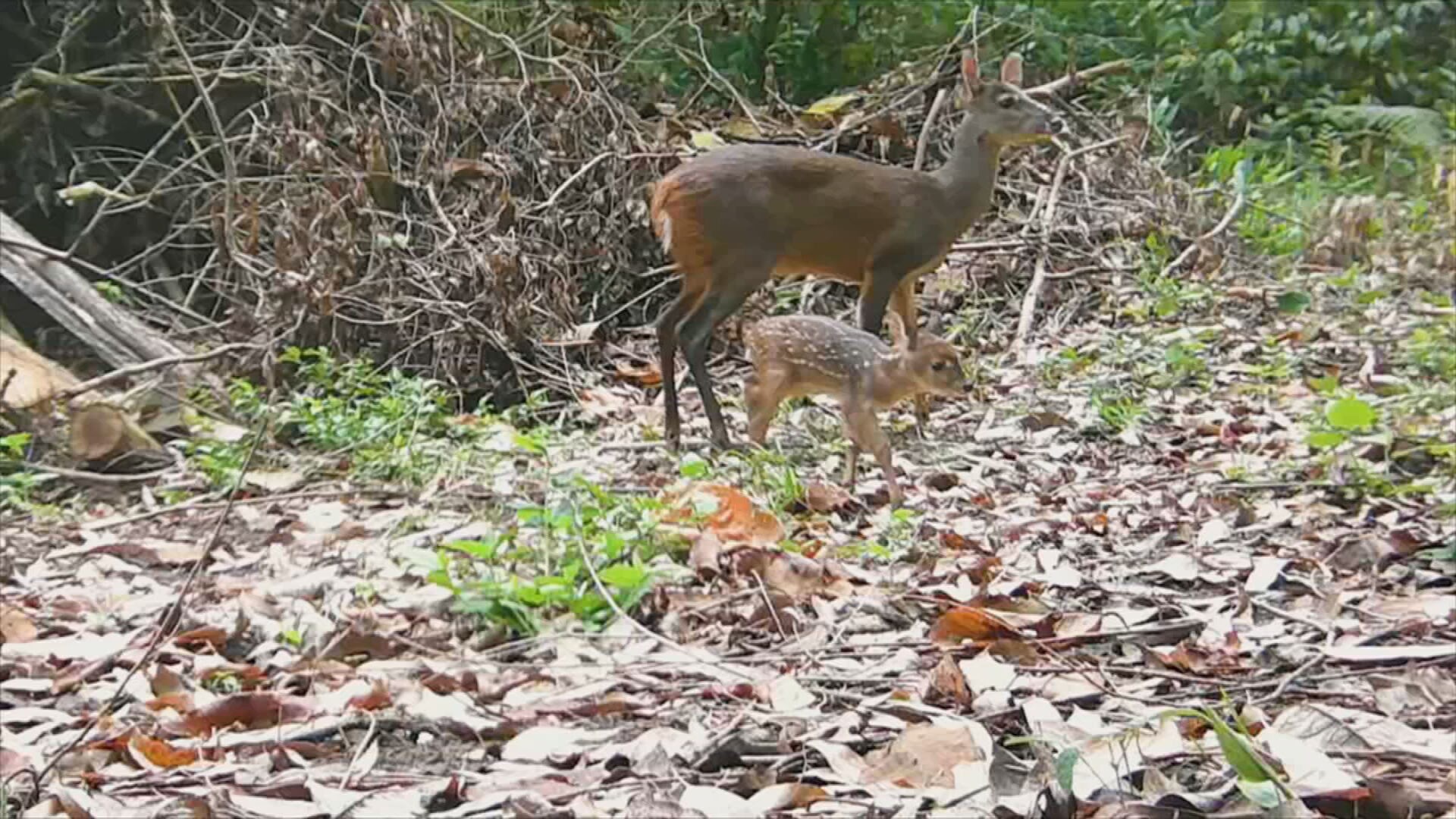 Do voo do beija-flor ao banho da jaguatirica: câmeras escondidas flagram espécie inédita e rotina de animais na Serra do Japi