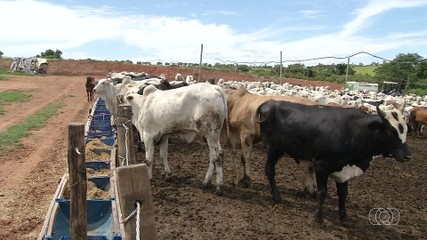 Goiás registra marco histórico no setor da agropecuária em primeiro trimestre de 2024