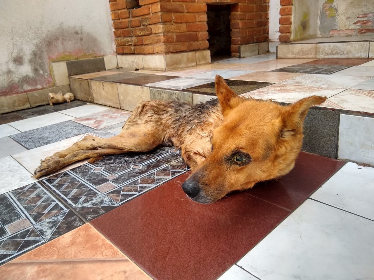 Sacrificar Cachorro Em Casa