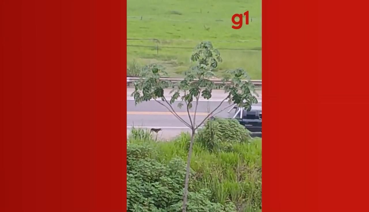 VÍDEO: Cachorro é abandonado no acostamento da BR-381, em Timóteo