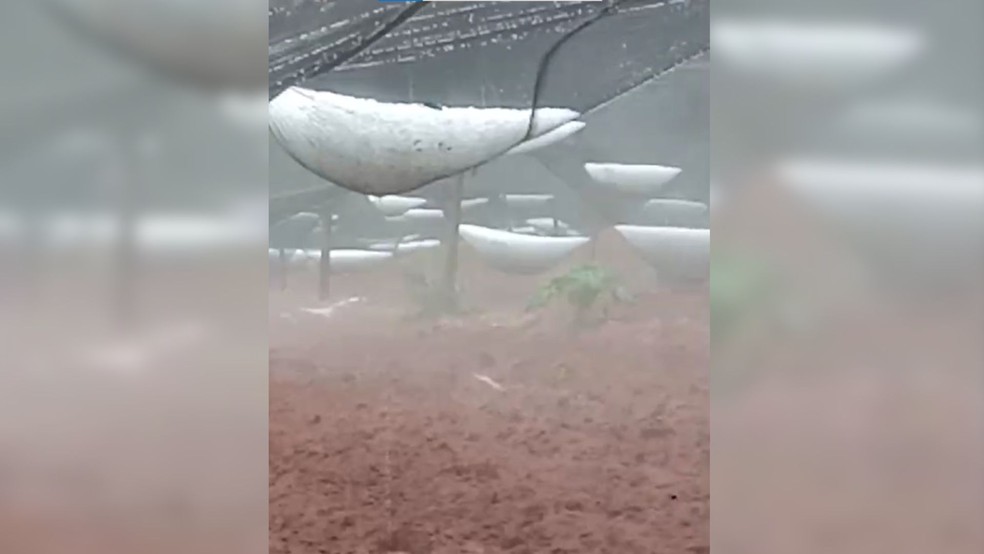 Parreira de uvas é protegida por rede durante forte chuva de granizo em Mirandópolis (SP) — Foto: Divulgação