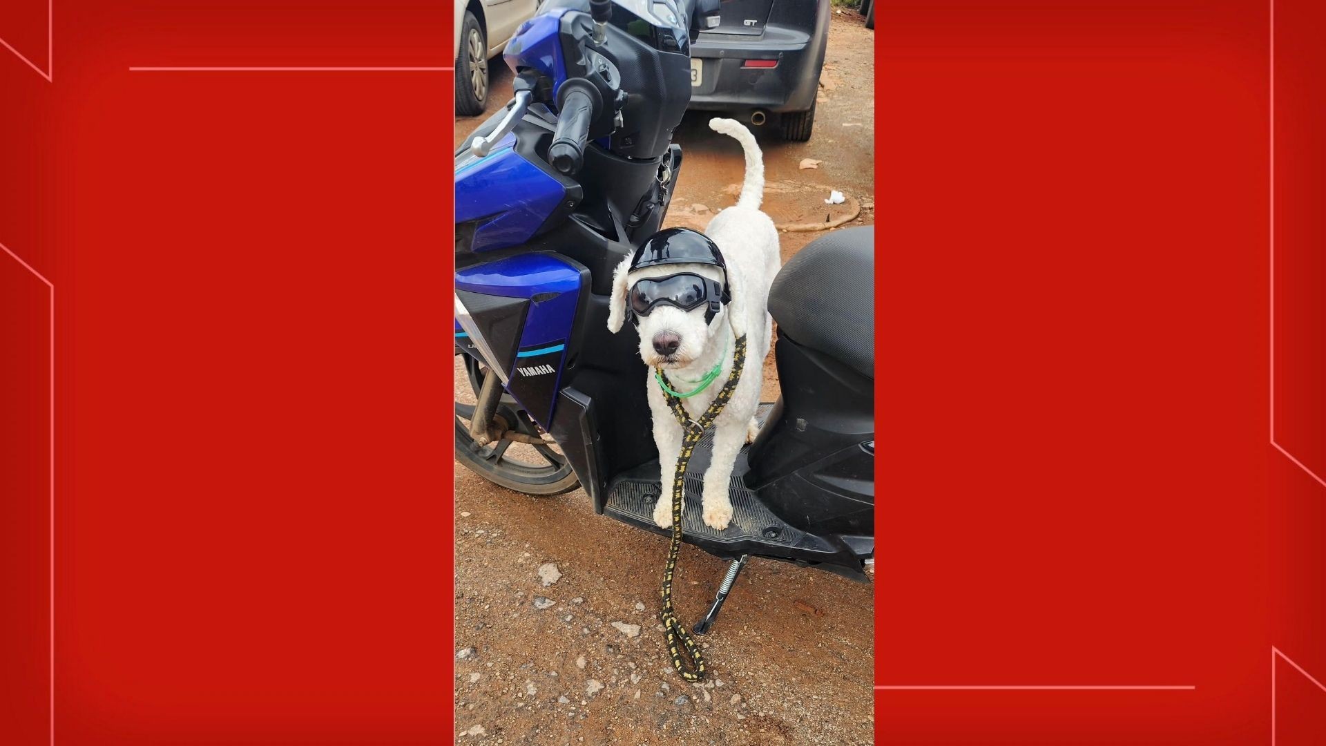 Cãozinho radical: Detran multa motociclista por transportar cachorro com óculos escuros e capacete 