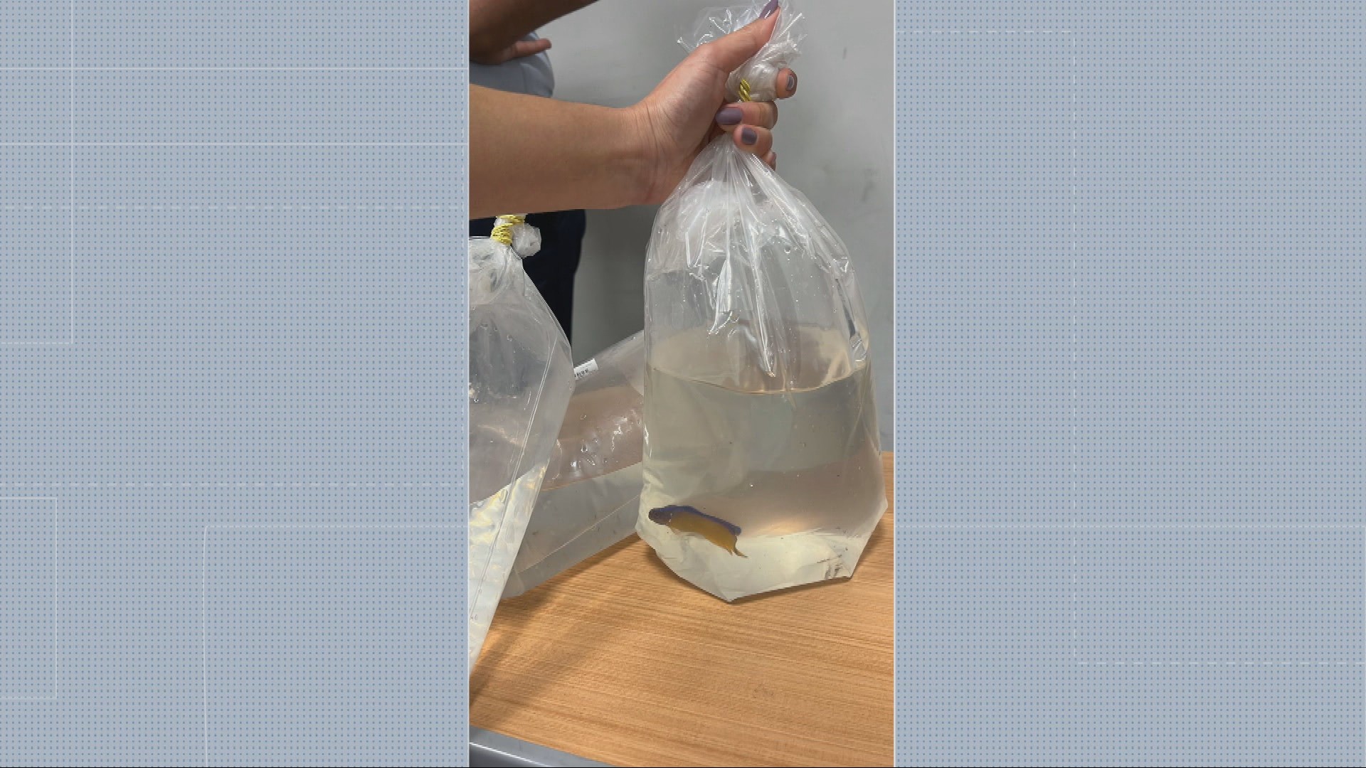 Corais e peixe são encontrados em mala durante inspeção no Aeroporto Internacional de Belo Horizonte