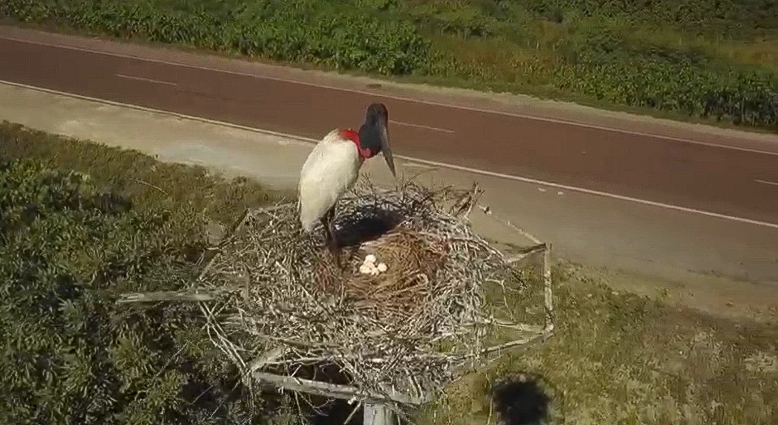 VÍDEO: Tuiuiú é flagrado com cinco ovos em ninho artificial no coração do Pantanal