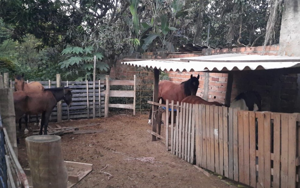A Gazeta  Abatedouro clandestino vendia carne de cavalo como se