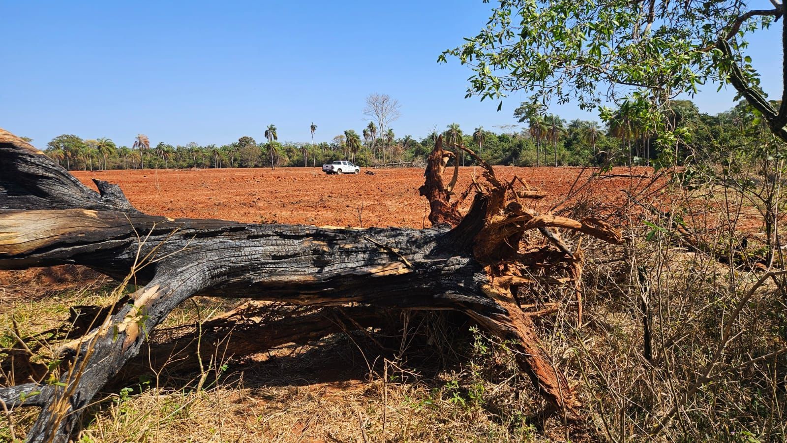 Homem é multado em mais de R$ 18 mil por queimar área de 5,32 hectares e atingir cinco árvores nativas em Marabá Paulista