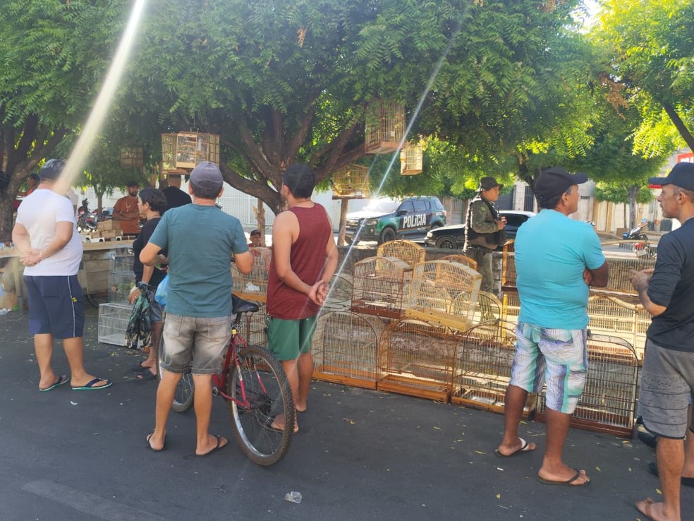 Operação foi realizada em feira que comercializa aves sem autorização ou documentação, em Juazeiro do Norte — Foto: Divulgação