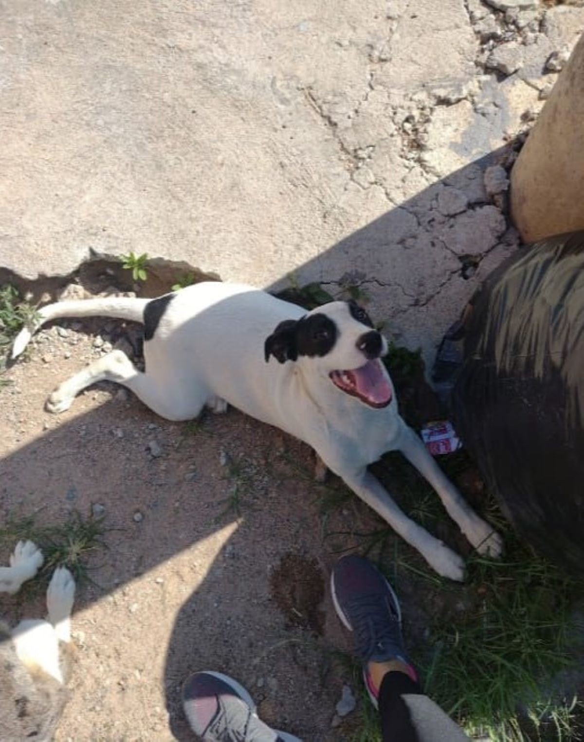 Motorista atropela e mata cadela intencionalmente em Divinópolis; VÍDEO 