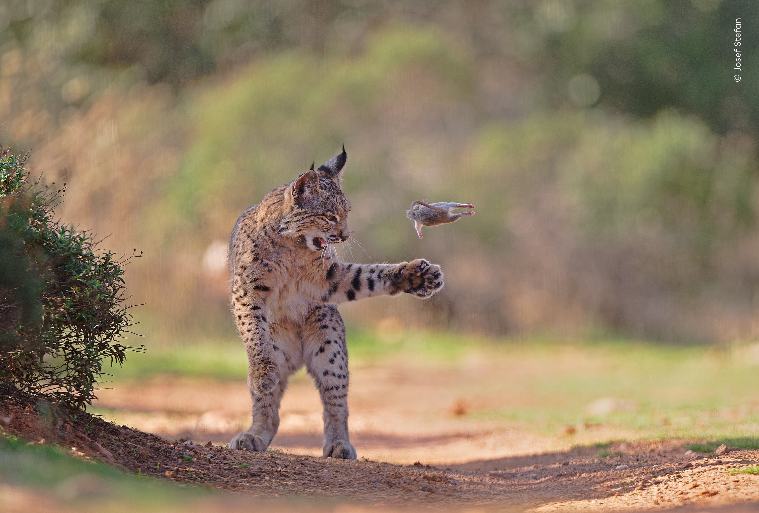 Foto de lince 'malabarista' arremessando presa vence prêmio de fotografia de natureza; veja o top 5