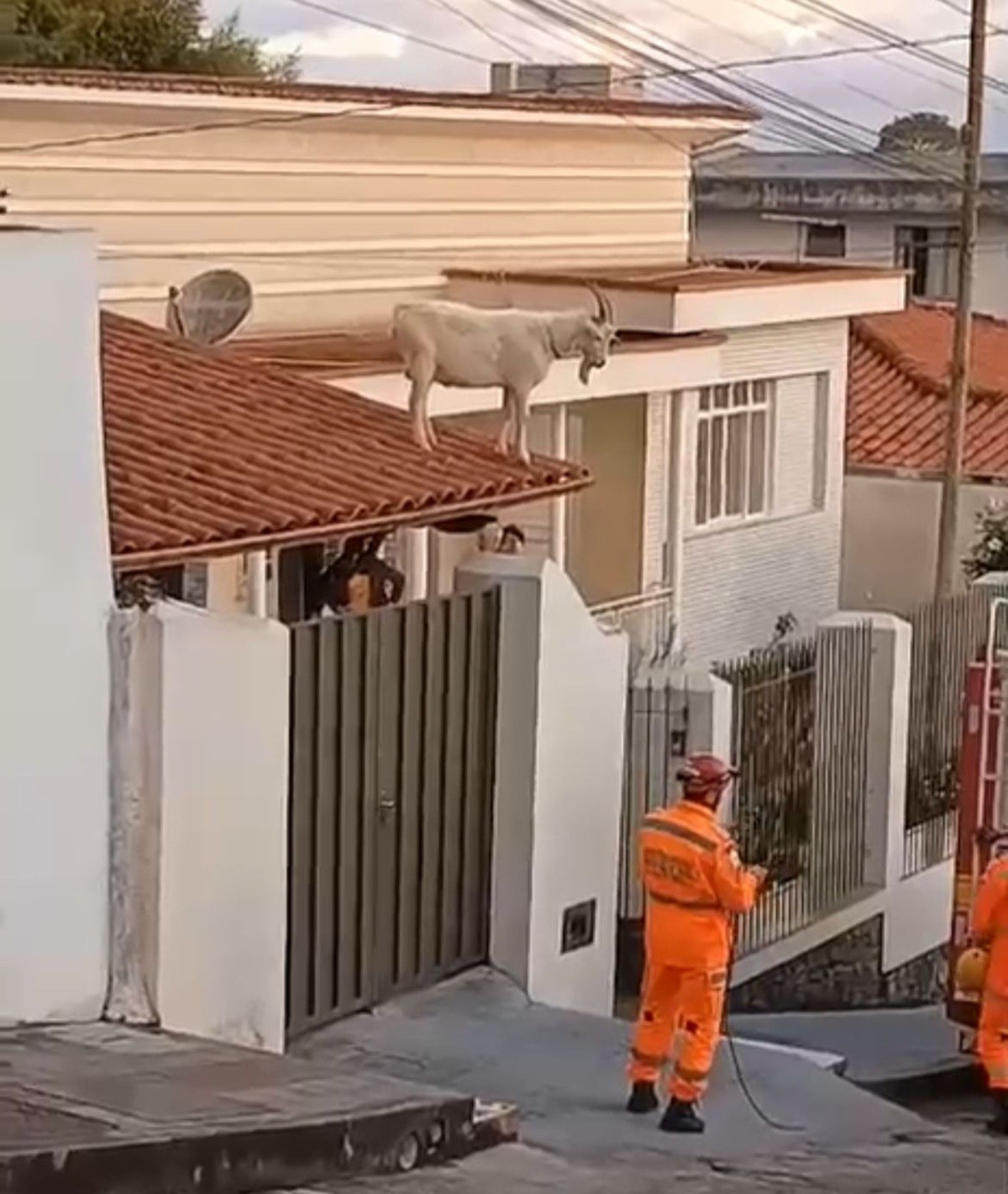 VÍDEO: Bode sobe em telhado de casa e é resgatado pelos bombeiros em MG