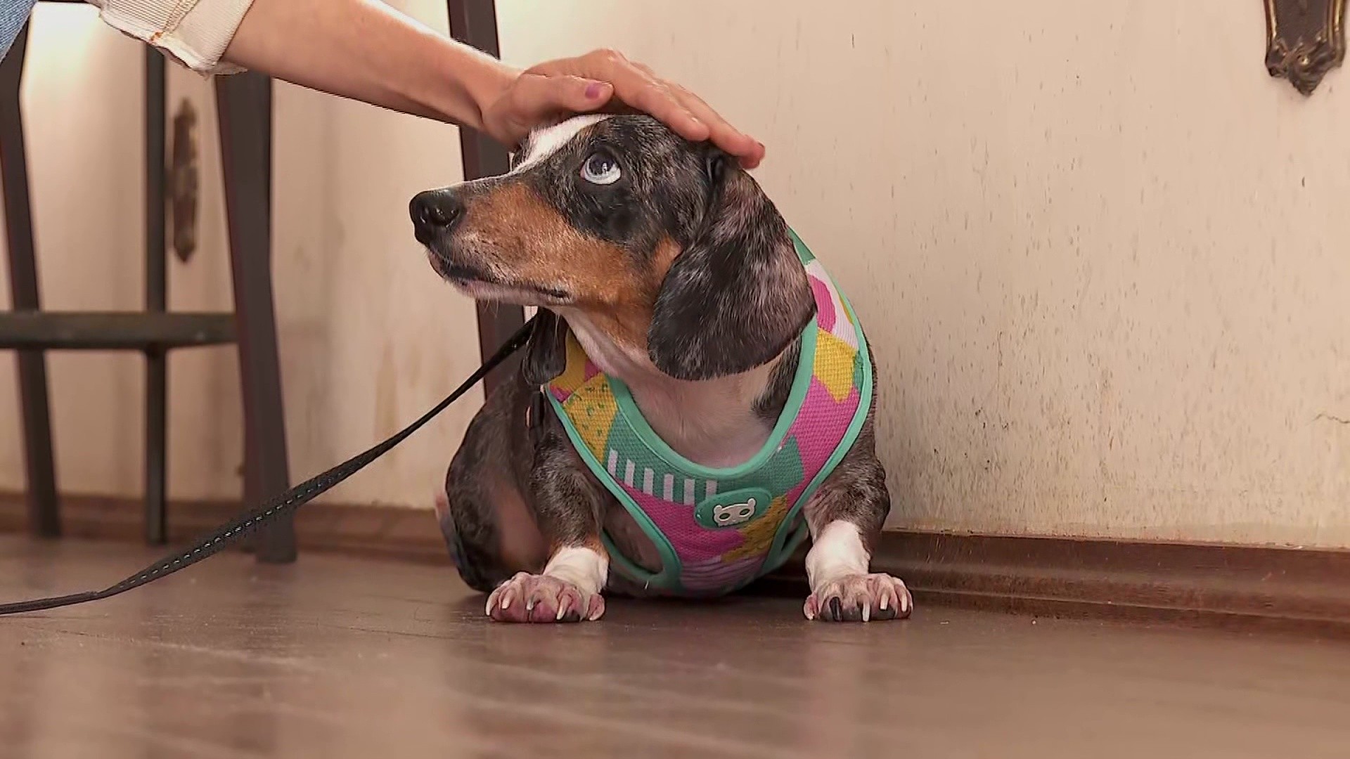 Professora morta envenenada: cachorra é devolvida à família após ser cuidada por amante do marido, diz advogado
