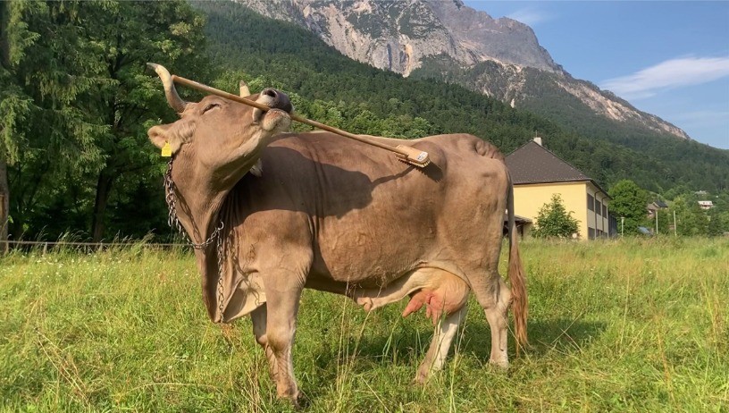 Vaca usa vassoura para se coçar e pesquisa indica que gado pode ser mais inteligente do que se pensava; VÍDEO