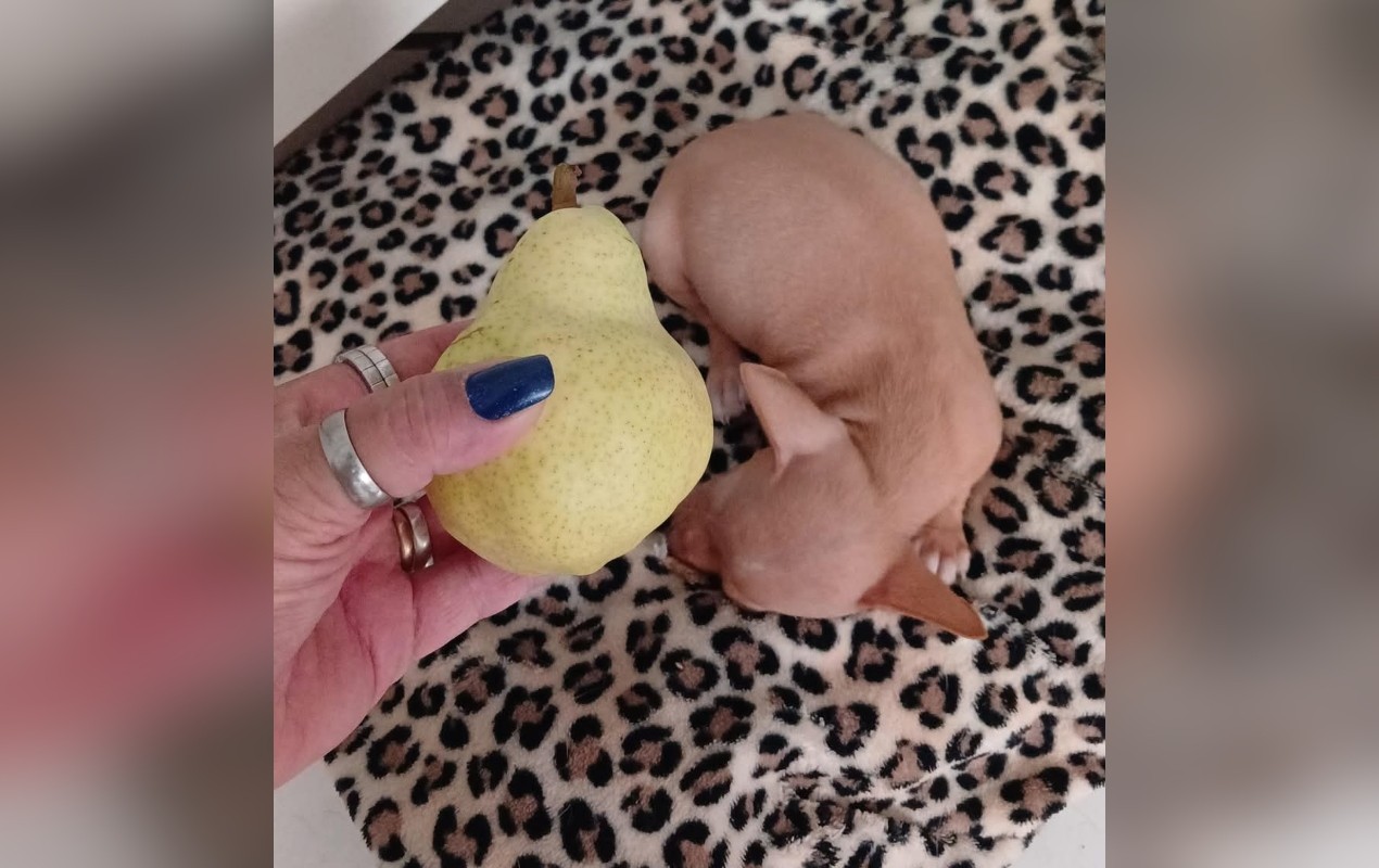 Filhote de pinscher abandonado doente em lixeira é resgatado e ganha novo lar no interior de SP
