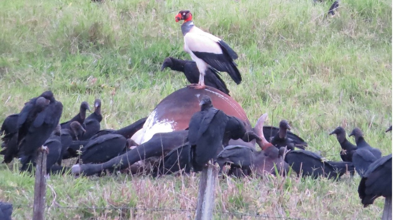 Flagrante mostra imponência de urubu-rei sobre carcaça no interior de SP