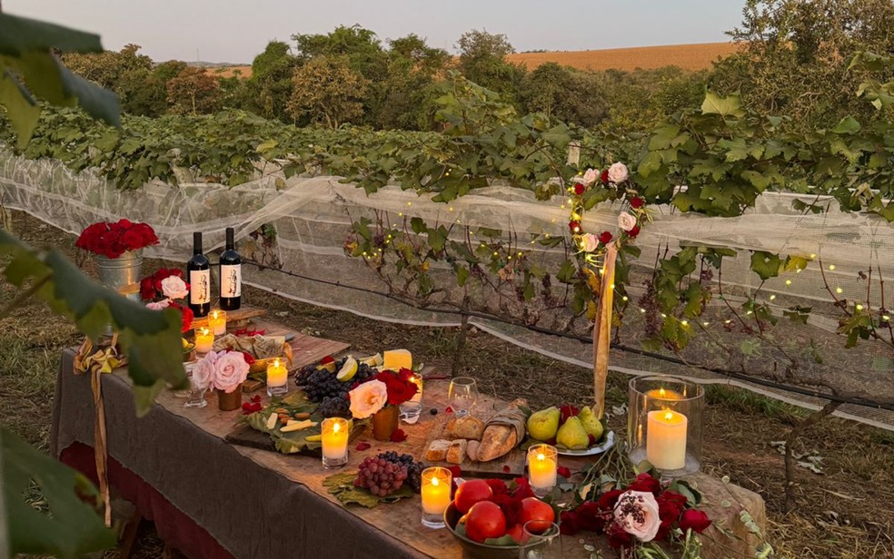 Vinhedos do Cerrado, em Ipameri � Foto: Divulga��o/Vinhedos do Cerrado