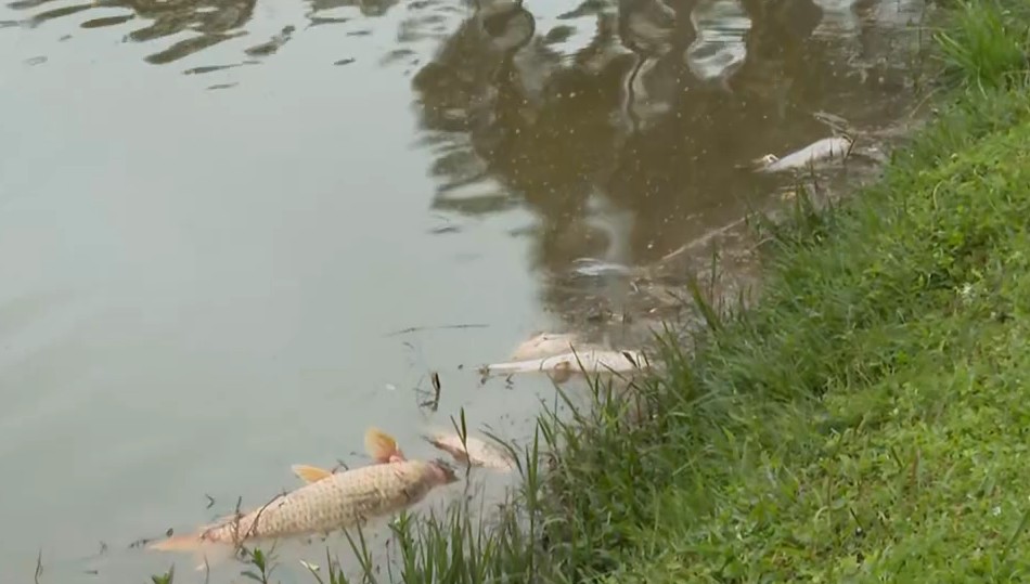 Peixes morrem em ponto turístico de Curitiba, e polícia investiga se houve contaminação na água